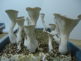 pleurotus-cd76.jpg