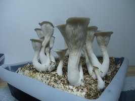 pleurotus-cd77.jpg