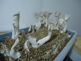 pleurotus-cd78.jpg