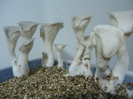 pleurotus-cd79.jpg