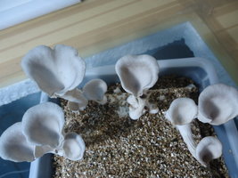pleurotus-cd80.jpg