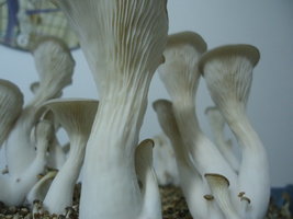 pleurotus-cd81.jpg