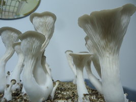 pleurotus-cd82.jpg