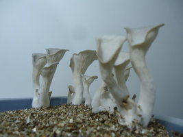 pleurotus-cd83.jpg