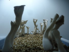 pleurotus-cd84.jpg