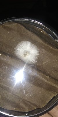 IMG-20191205-WA0283.jpeg