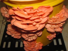 pleurotus-sp02.jpg