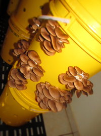 pleurotus-sp03.jpg