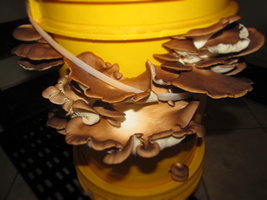 pleurotus-sp04.jpg
