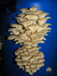 pleurotus-sp05.jpg