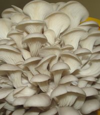 pleurotus-sp07.jpg