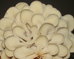 Cultivo de Pleurotus sp. em Baldes