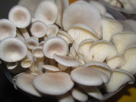 pleurotus-sp09.jpg