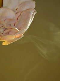 pleurotus-sp10.jpg