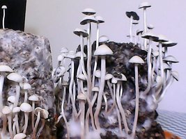 panmg-amaral02.jpg