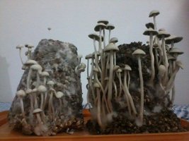 panmg-amaral05.jpg