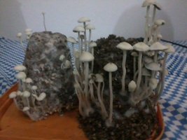 panmg-amaral06.jpg
