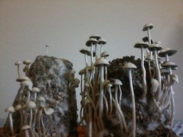 panmg-amaral07.jpg