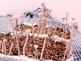 panmg-amaral09.jpg