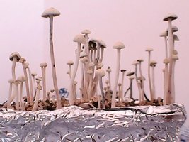 panmg-amaral10.jpg