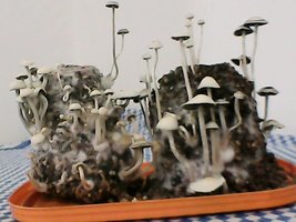 panmg-amaral14.jpg