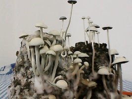 panmg-amaral15.jpg