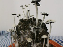 panmg-amaral16.jpg