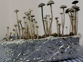 panmg-amaral17.jpg