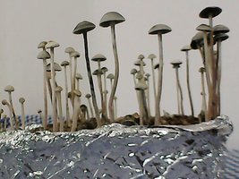 panmg-amaral18.jpg