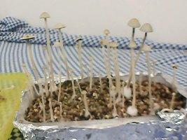 panmg-amaral21.jpg