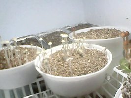 panmg-amaral30.jpg