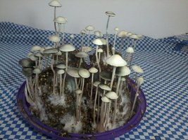 panmg-amaral37.jpg