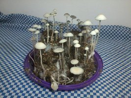 panmg-amaral39.jpg