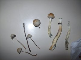 panmg-karapana01-1.jpg