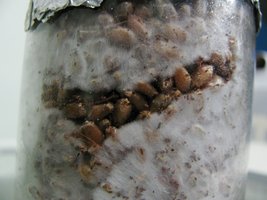 panmg-karapana04-2.jpg