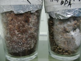 panmg-karapana05-3.jpg