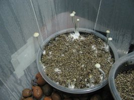 panmg-karapana07-5.jpg