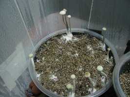 panmg-karapana08-5.jpg