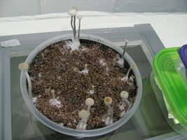 panmg-karapana10-5.jpg