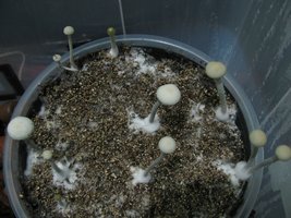 panmg-karapana11-5.jpg