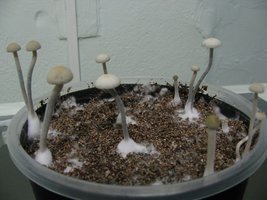 panmg-karapana12-5.jpg