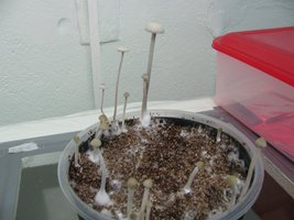 panmg-karapana13-5.jpg