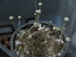 panmg-karapana14-5.jpg
