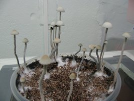 panmg-karapana15-5.jpg