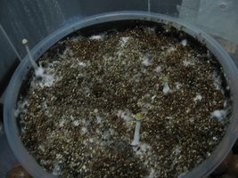 panmg-karapana16-6.jpg
