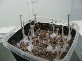 panmg-karapana22-8.jpg