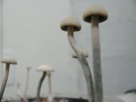 panmg-karapana23-9.jpg