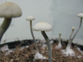 panmg-karapana24-9.jpg