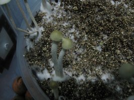panmg-karapana25-9.jpg