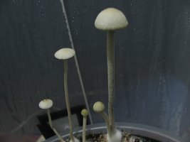 panmg-karapana26-9.jpg